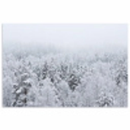 Bos - Sneeuw - Winter - Natuur - Wit poster papier klein -3d