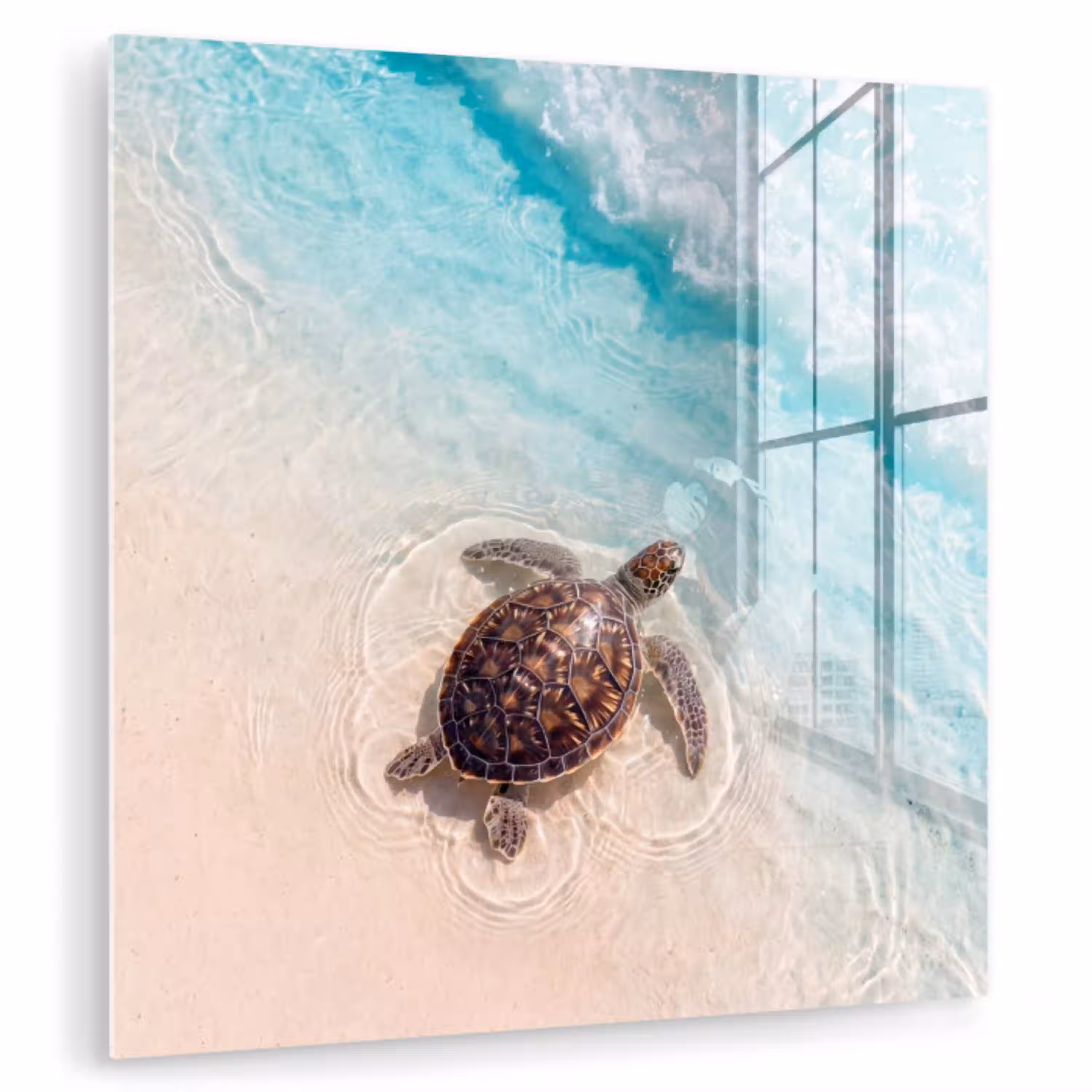 Schildpad - Helder water - Strand - Dieren - Natuur plexiglas 5mm klein -zzzproduct_nieuw
