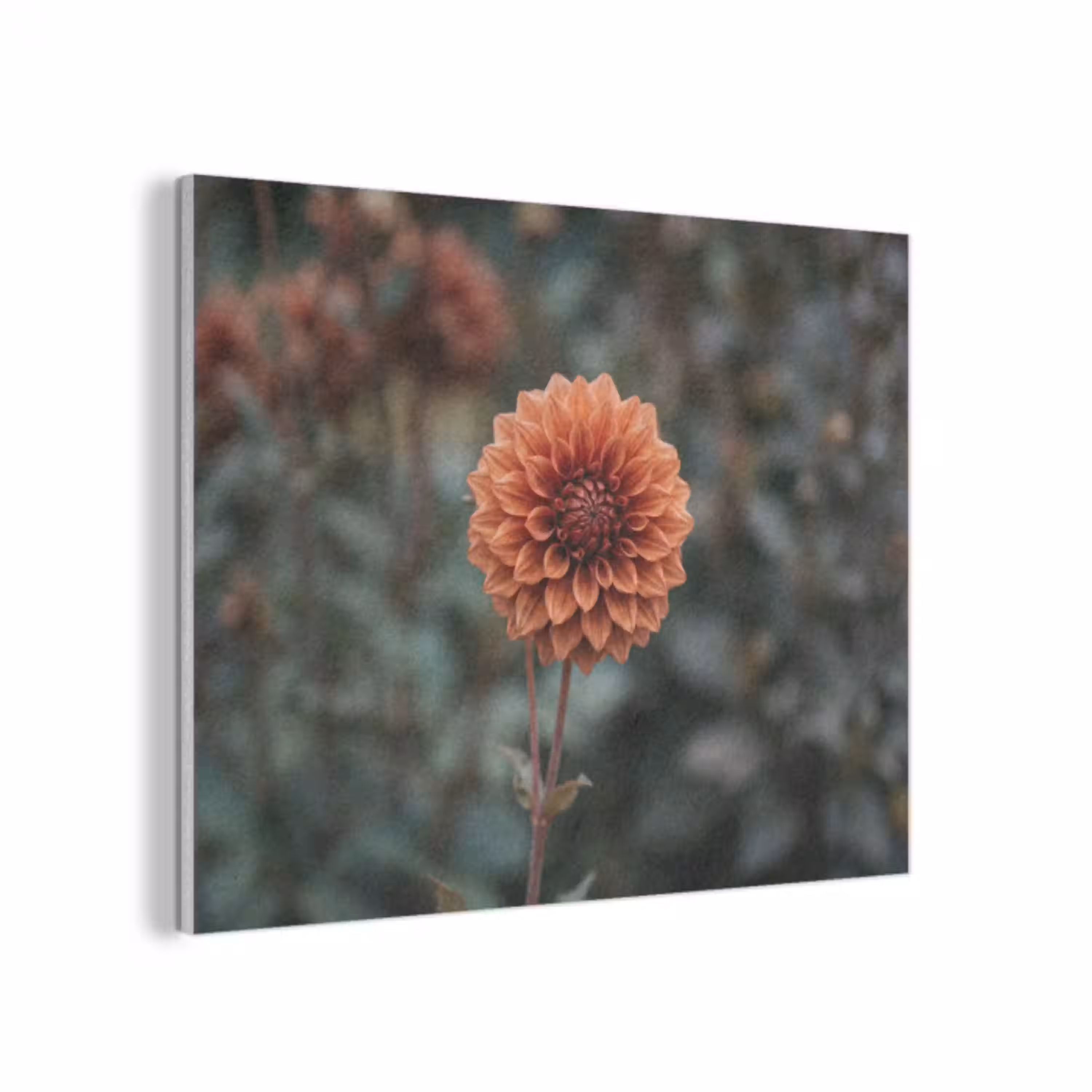 Dahlia - Bloem - Natuur - Sfeervol PET vilt klein -3d