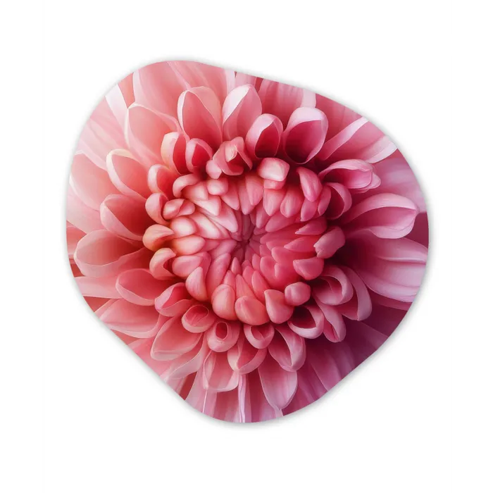 Dahlia - Bloem - Close up - Roze Wandcirkel Organisch Plexiglas middel -3d