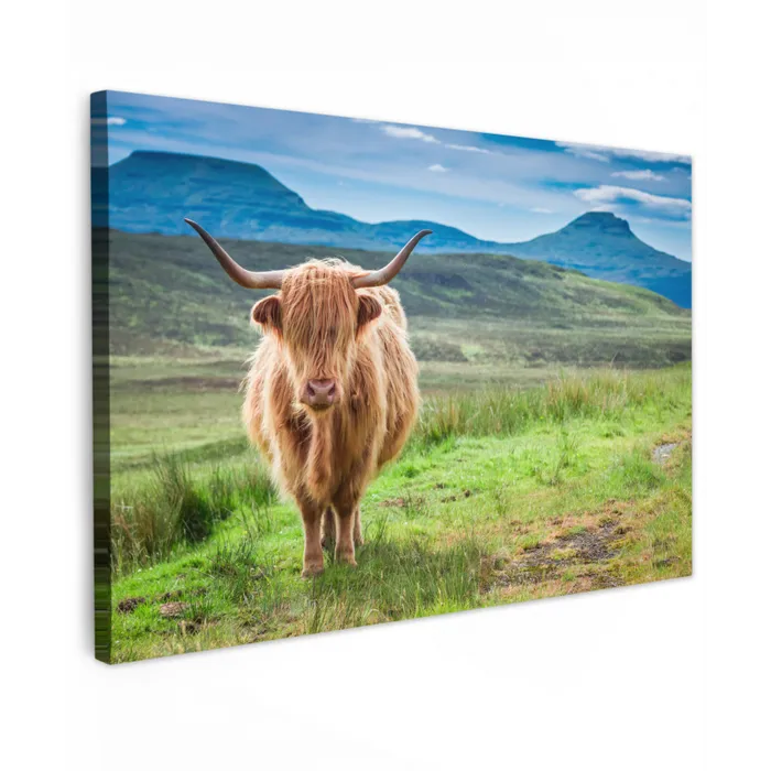 Schotse hooglander - Koe - Natuur - Berg - Gras canvas 2cm klein -z3d
