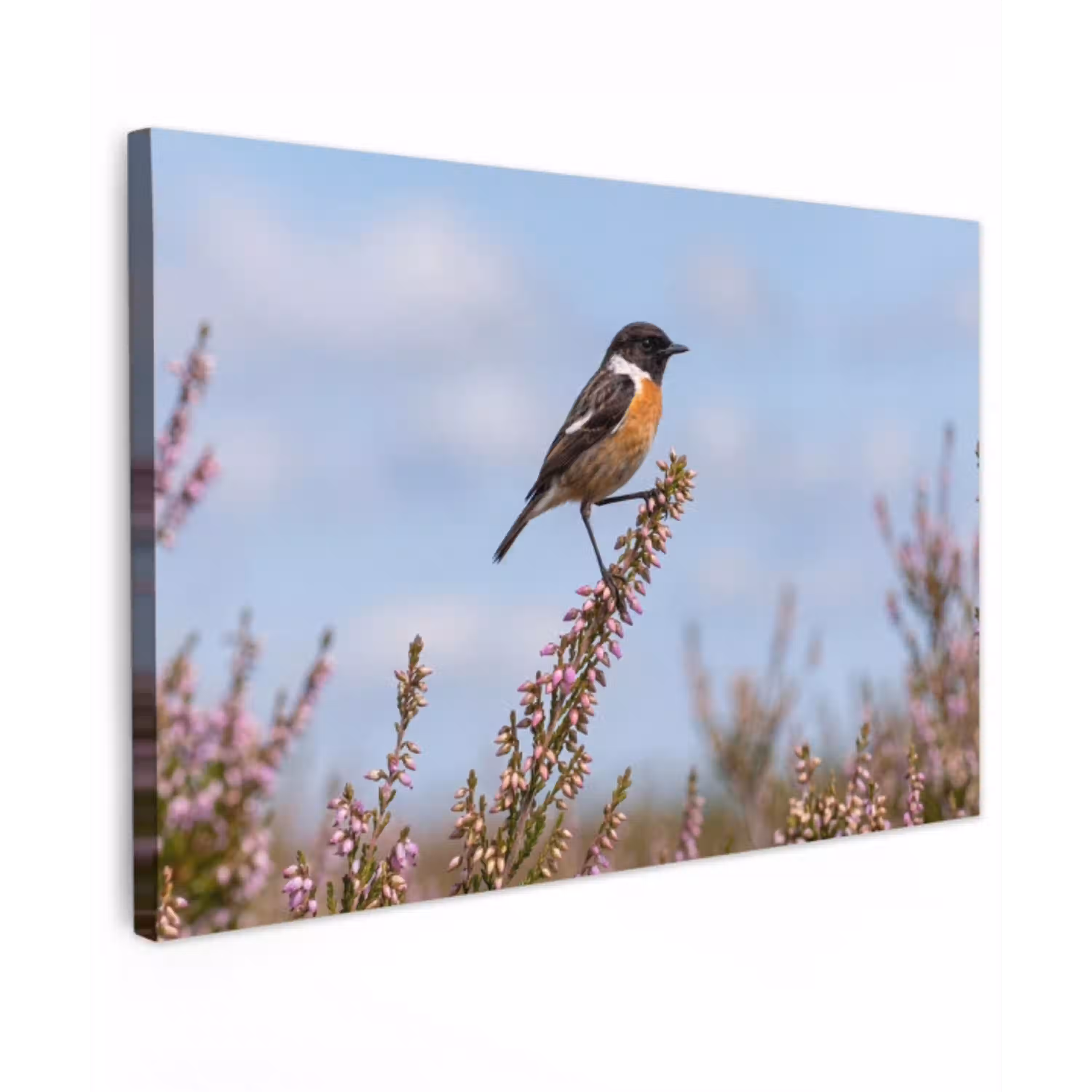 Roodborsttapuit - Heide - Paars - Natuur - Sfeervol canvas 2cm klein -z3d