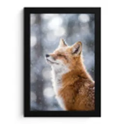 Vos - Sneeuwval - Portret - Winter - Sfeervol fotolijst zwart zonder passe partout klein -3d