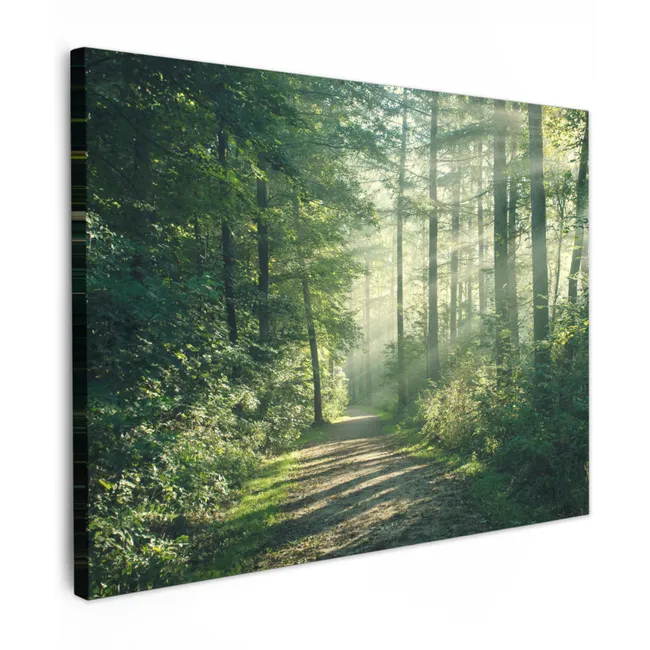 Canvas Print - Forest - Path - Sun - Trees - Green - Nature