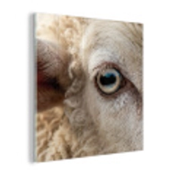 Schaap - Oog - Wit plexiglas 5mm klein -z3d