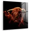 Schotse hooglander - Koe - Hoorns - Portret - Dieren plexiglas 5mm klein -zzzproduct_nieuw