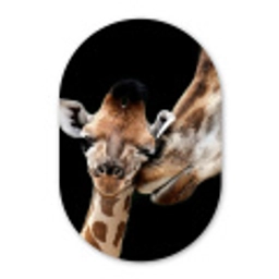 Giraffe - Dieren - Zwart - Portret - Dieren Wandcirkel Ovaal Forex klein -3d