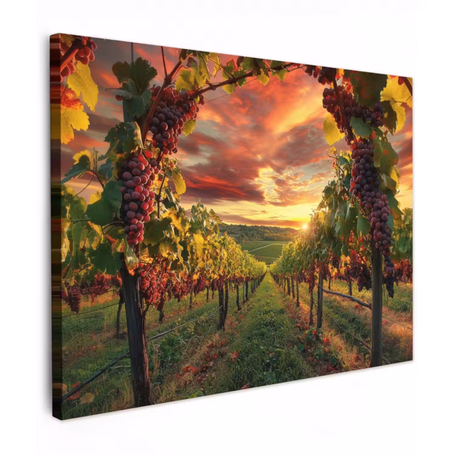 Leinwandbild - Weinberg - Weintrauben - Sonnenuntergang