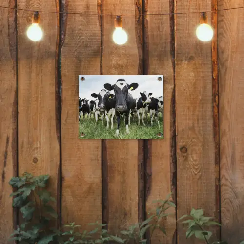 Koeien - Gras - Lente - Dieren - Weiland - Boerderij tuinposter los doek klein -sfeer1