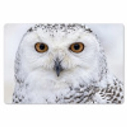 Sneeuwuil - Oog - Wildlife - Wit Placemat vinyl groot -zzsfeer1_Kitchenyeah-website