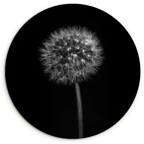 Paardenbloem - Zwart - Bloemen - Botanisch Wandcirkel kunststof plaat 5mm dik klein -3d