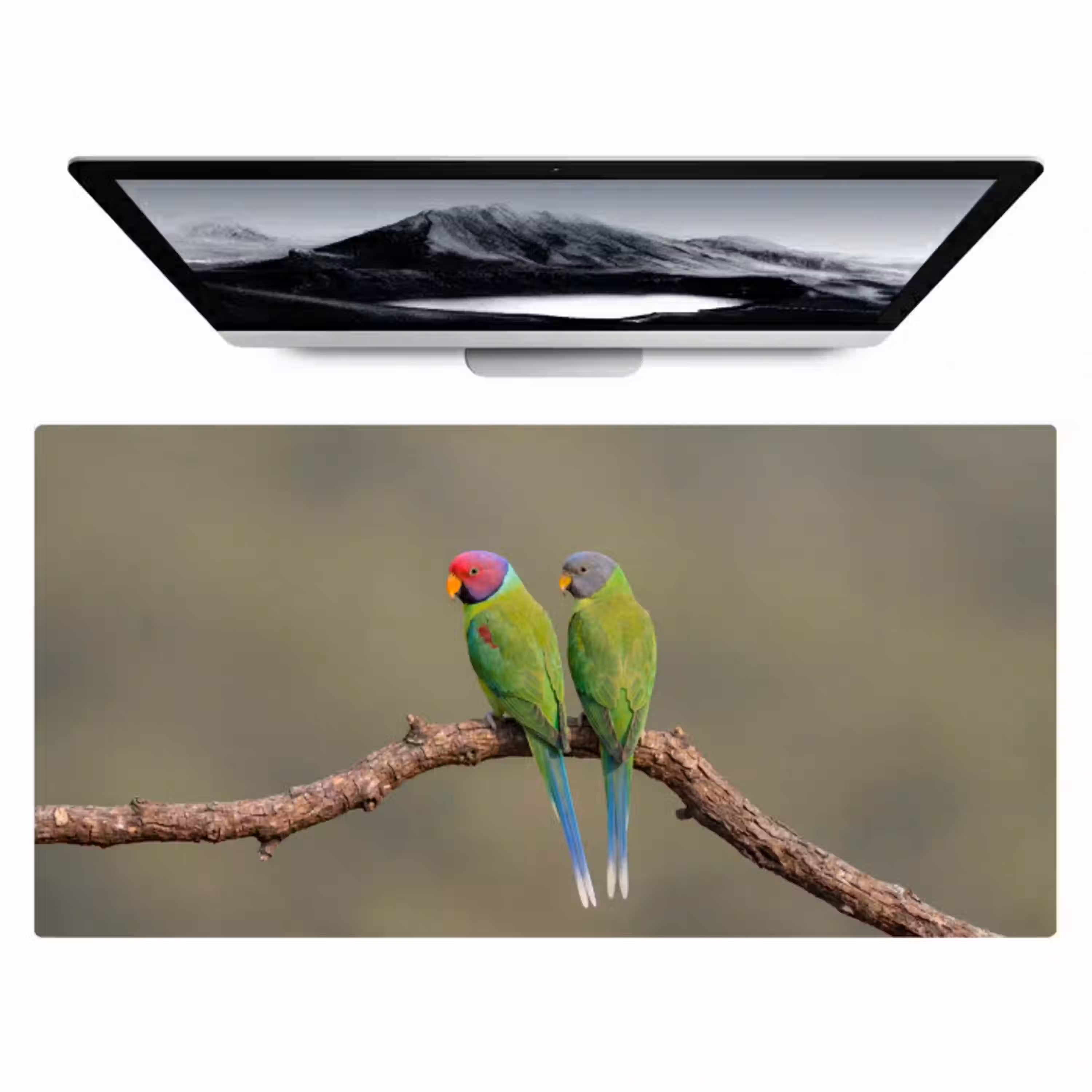 Papagaai - Tak - Natuur - Kleurrijk Muismat XXL klein -zzz3d