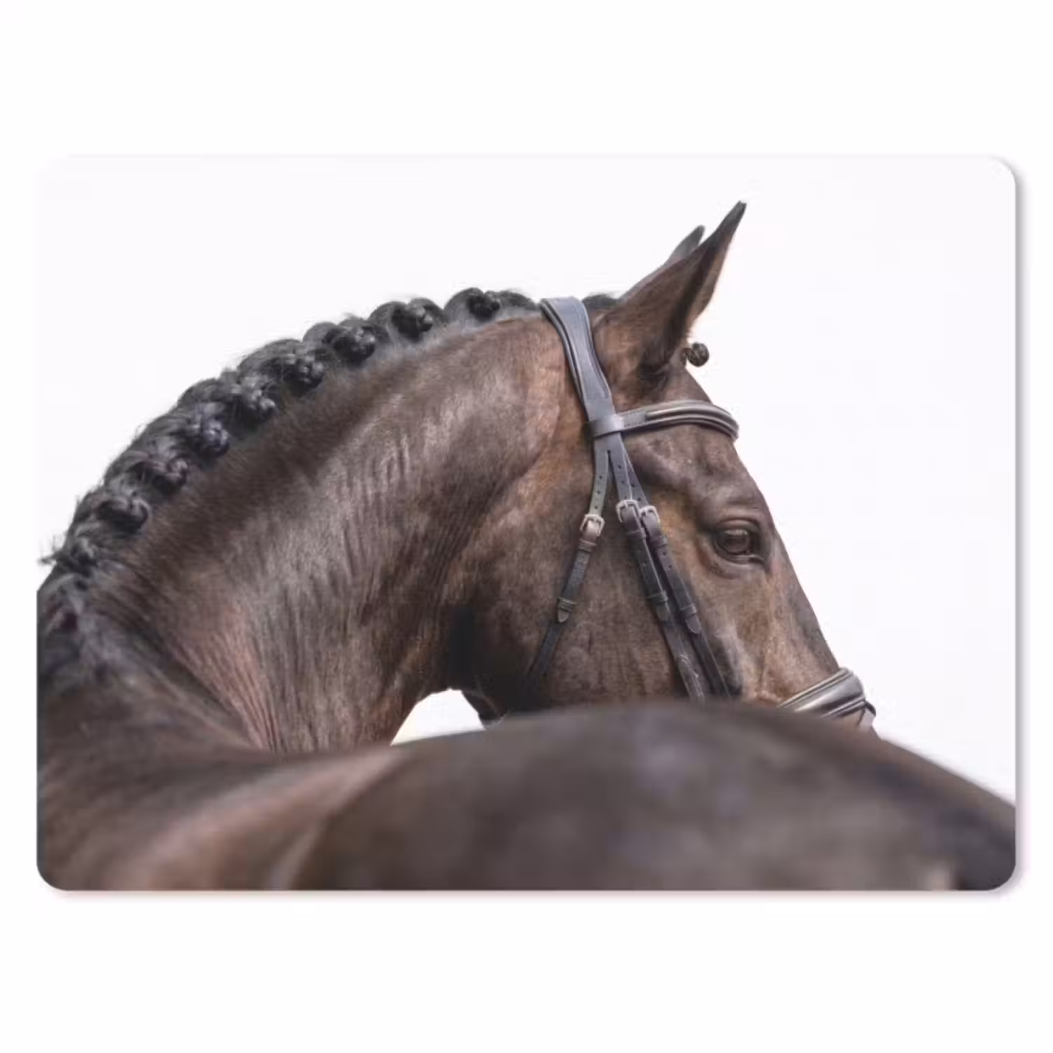 Muismat - Portret - Paard - Elegant