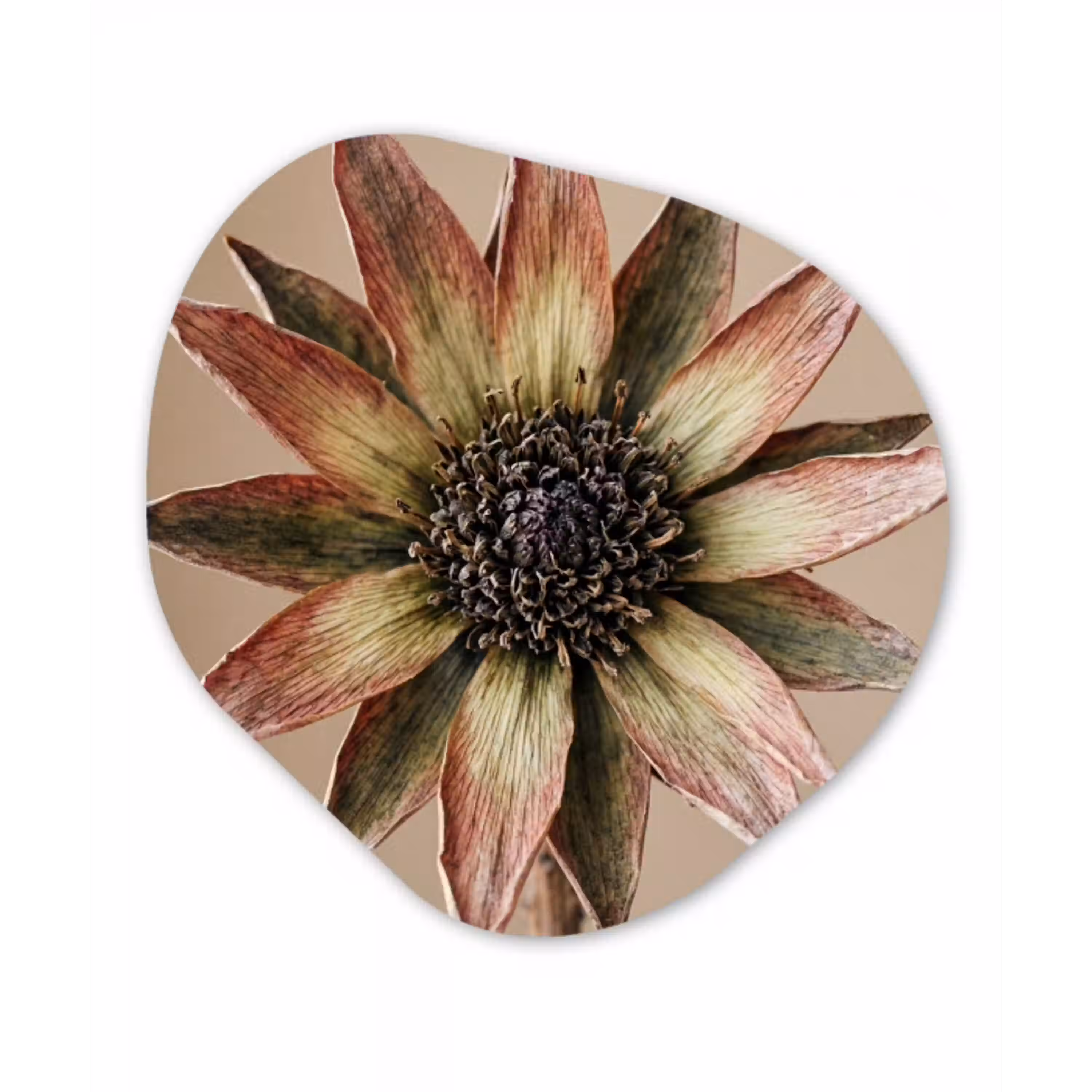 Droogbloem - Protea - Vintage - Beige - Rustiek Wandcirkel Organisch Aluminium middel -3d