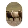 Schapen - Bruin - Wit - Grindpad Wandcirkel Ovaal Forex klein -3d