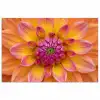 Dahlia - Bloem - Oranje poster papier klein -3d