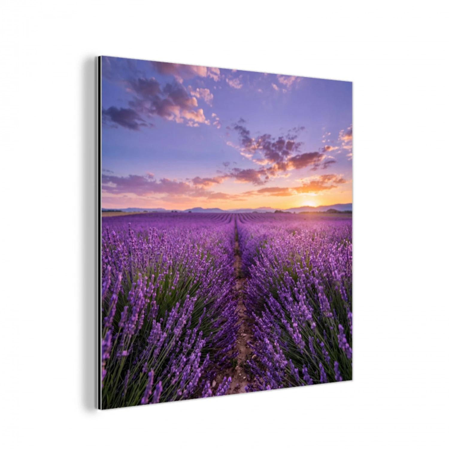 Lavendel - Veld - Natuur - Paars aluminium wit klein -3d