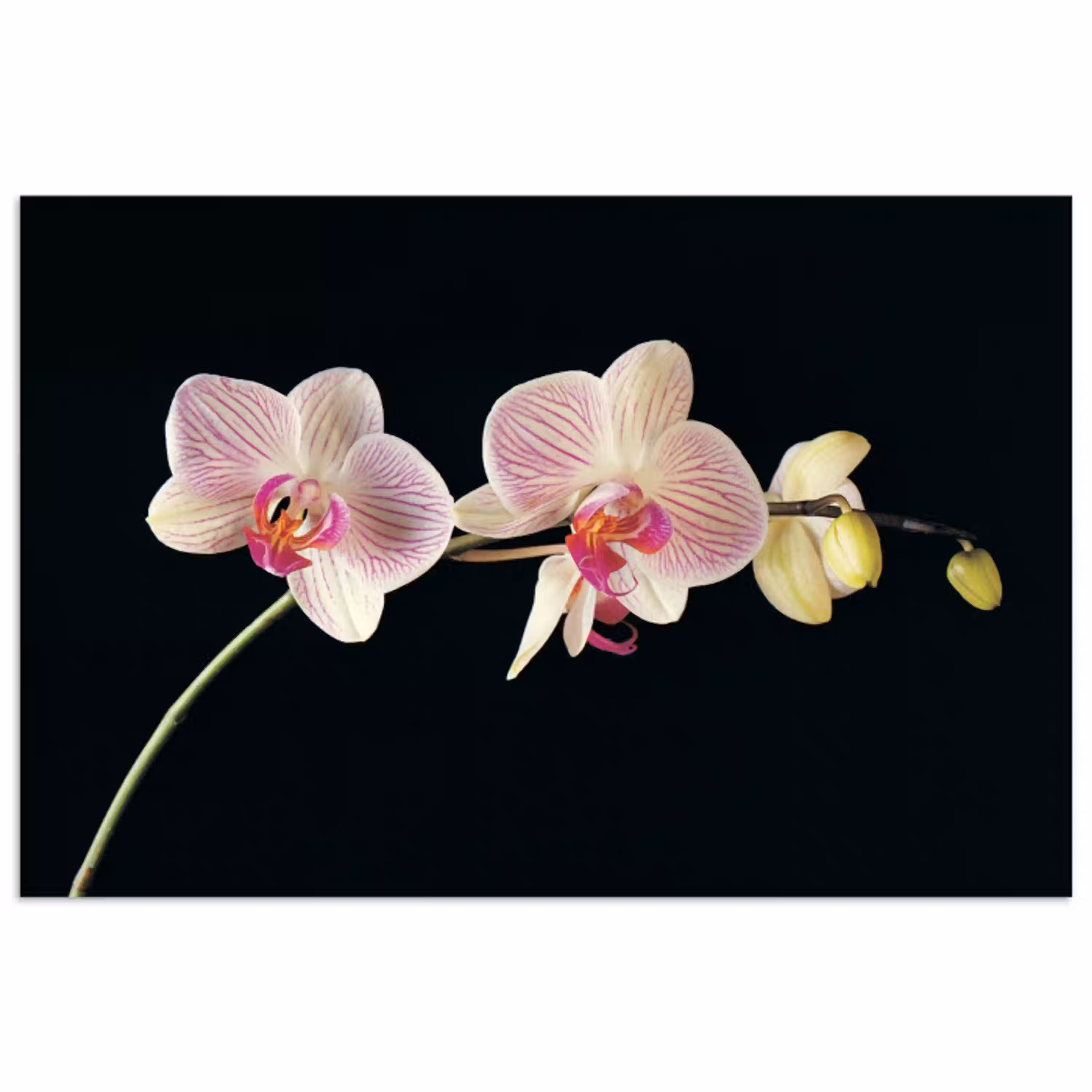 Orchidee - Bloemen - Zwart - Roze - Knoppen poster papier klein -3d