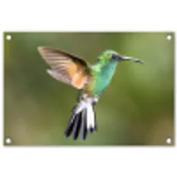 Kolibrie - Vogels - Veren tuinposter los doek klein -3d