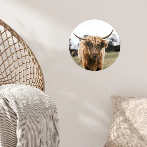 Schotse Hooglander -  Koe - Gras - Dieren - Natuur Wandcirkel behangsticker klein -sfeer4