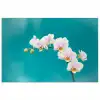 Orchidee - Bloemen - Plant - Wit - Paars poster papier klein -3d