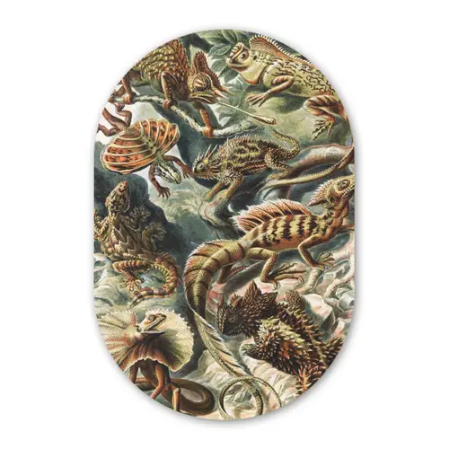 Vintage - Kunst - Ernst Haeckel - Salamanders Wandcirkel Ovaal Forex klein -3d
