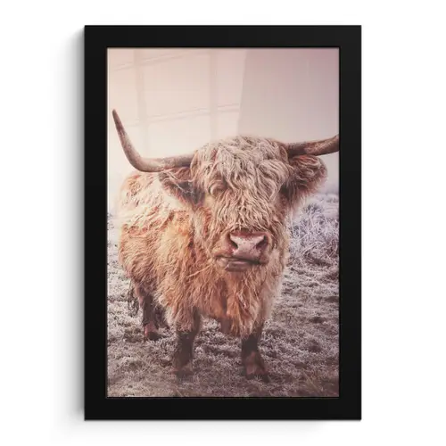 Schotse hooglanders - Licht - Lucht - Natuur fotolijst zwart zonder passe partout klein -3d
