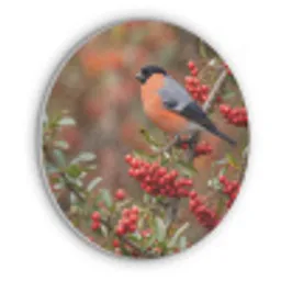 Goudvink - Bessen - Herfst - Natuur - Kleurrijk Akoestische PET Vilt - Rond klein -3d
