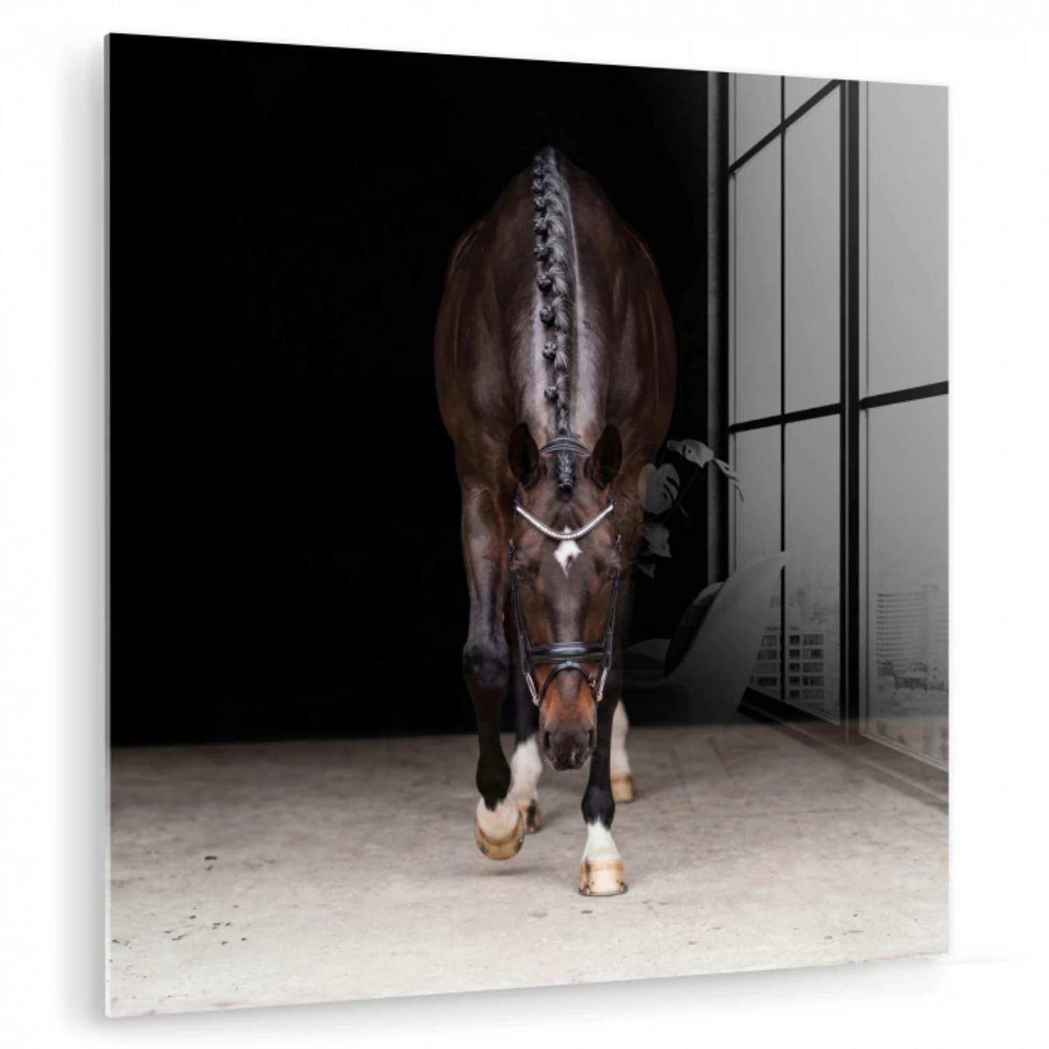 Paard - Modern - Portret plexiglas 5mm klein -zzzproduct_nieuw
