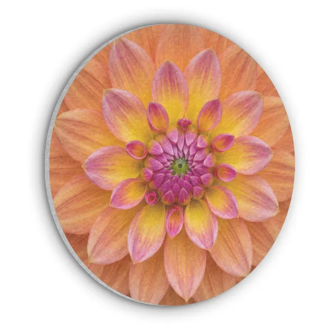 Akoestisch schilderij rond - Dahlia - Bloem - Oranje