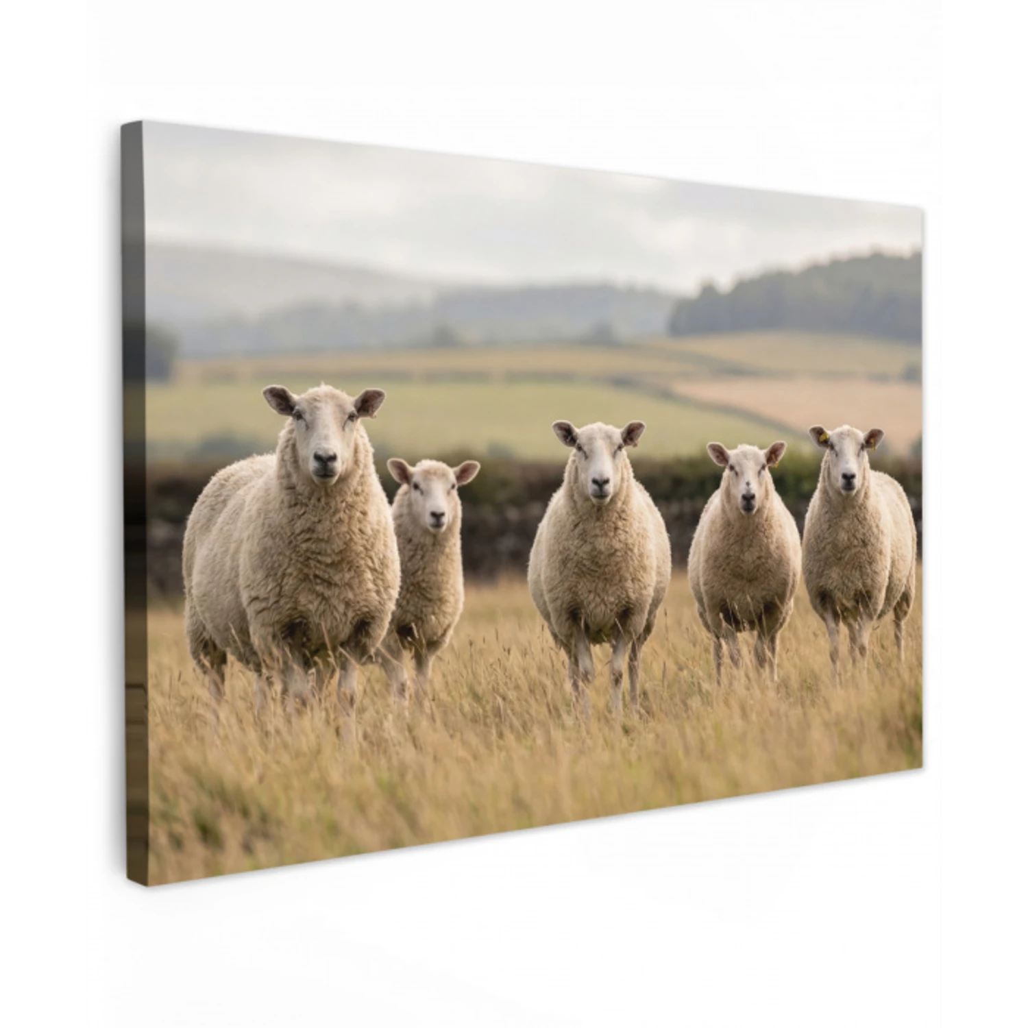 Schapen - Weidenlandschap - Heuvels Tuinposter op houten frame 2 cm dik klein -3d