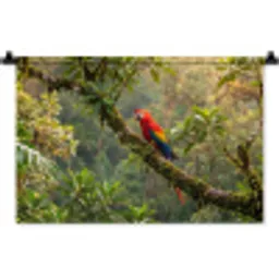 Ara - Jungle - Rood Wandkleed katoen klein -zz3d