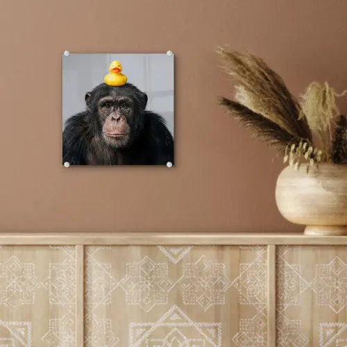 Chimpansee - Badeend - Grijs plexiglas 5mm klein -sfeer5