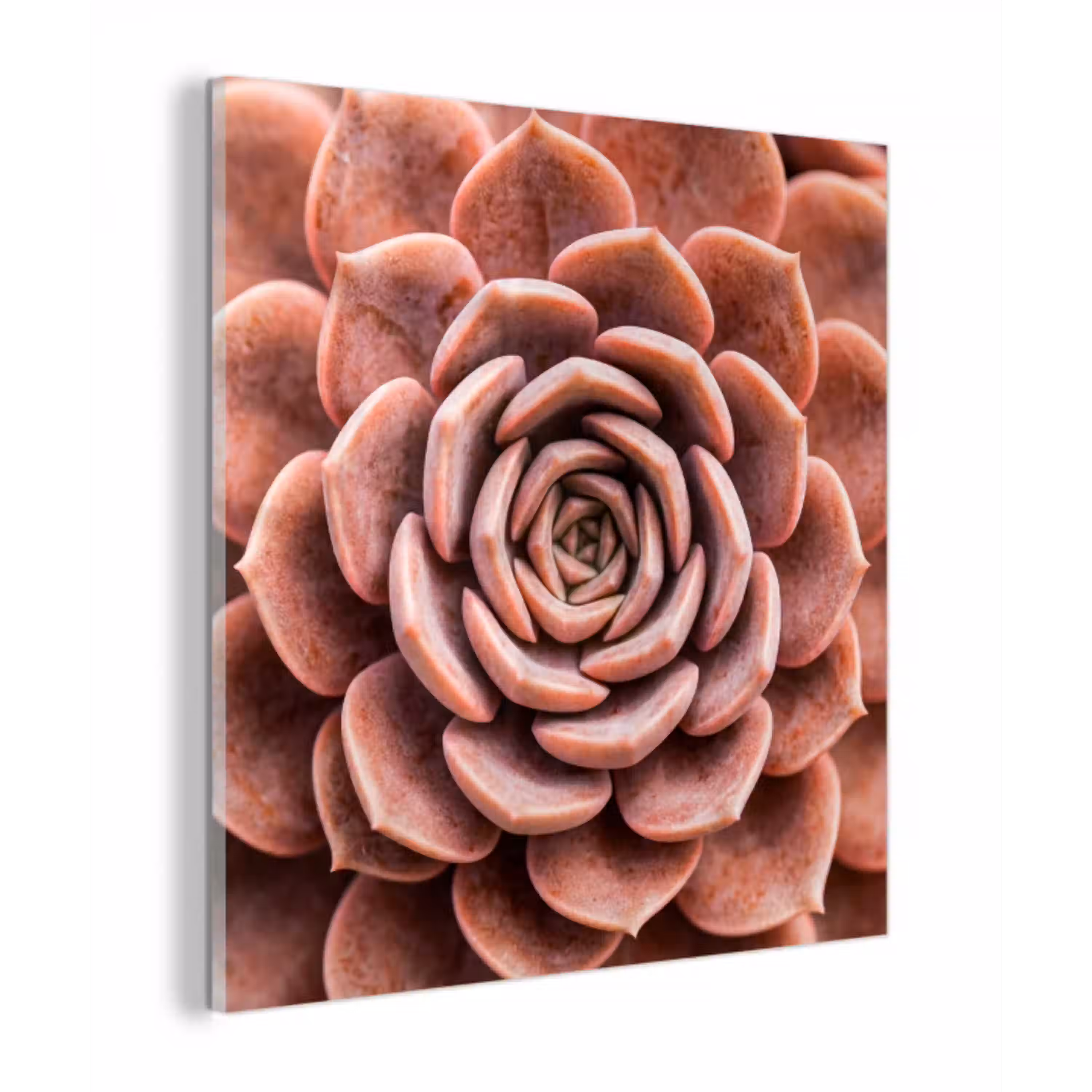 Vetplant - Organisch - Roze plexiglas 5mm klein -z3d