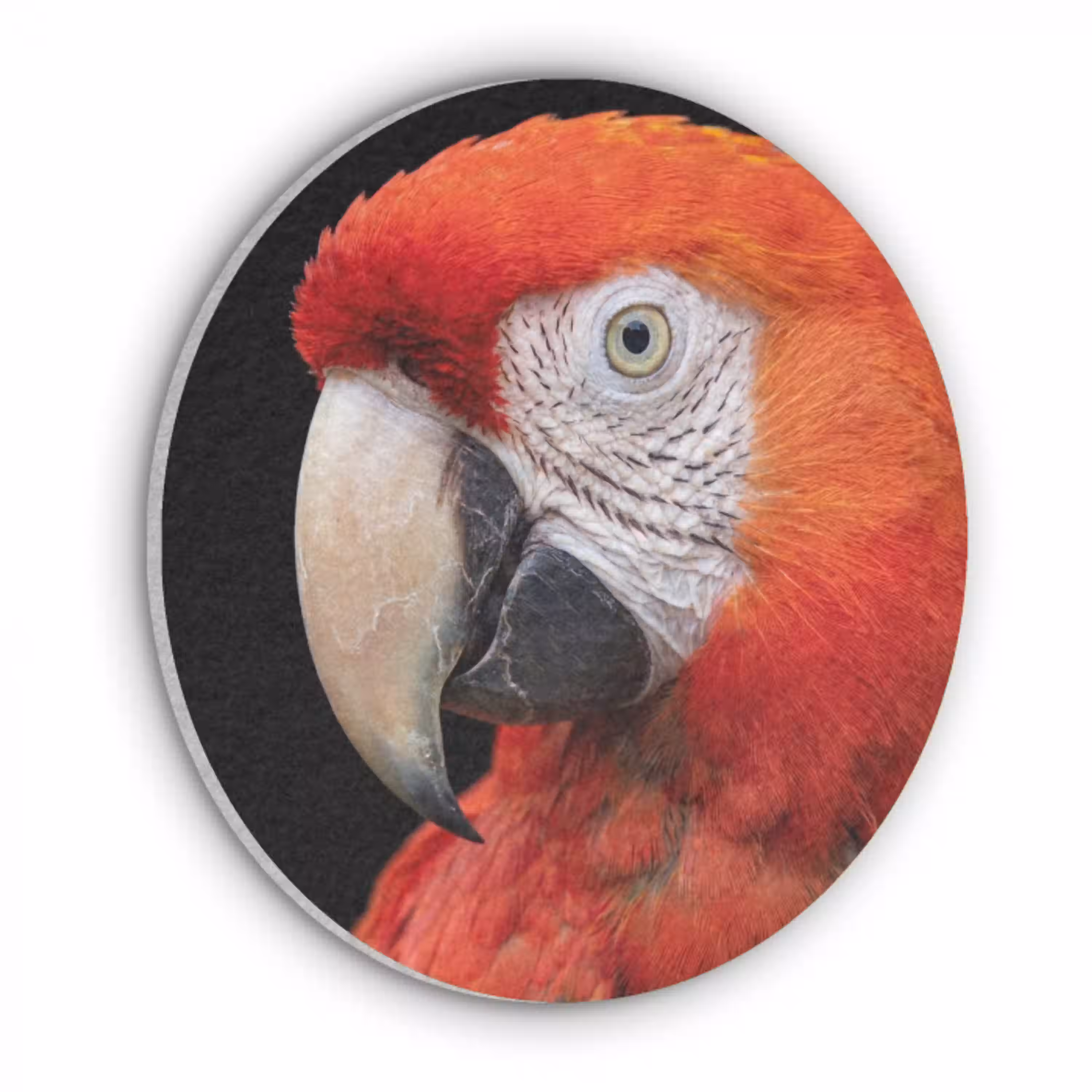 Ara - Portret - Rood Akoestische PET Vilt - Rond klein -3d