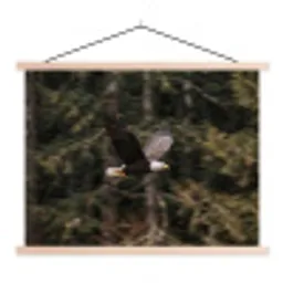 Zeearend - Vliegen - Bos - Natuur textielposter latten blank klein -3d