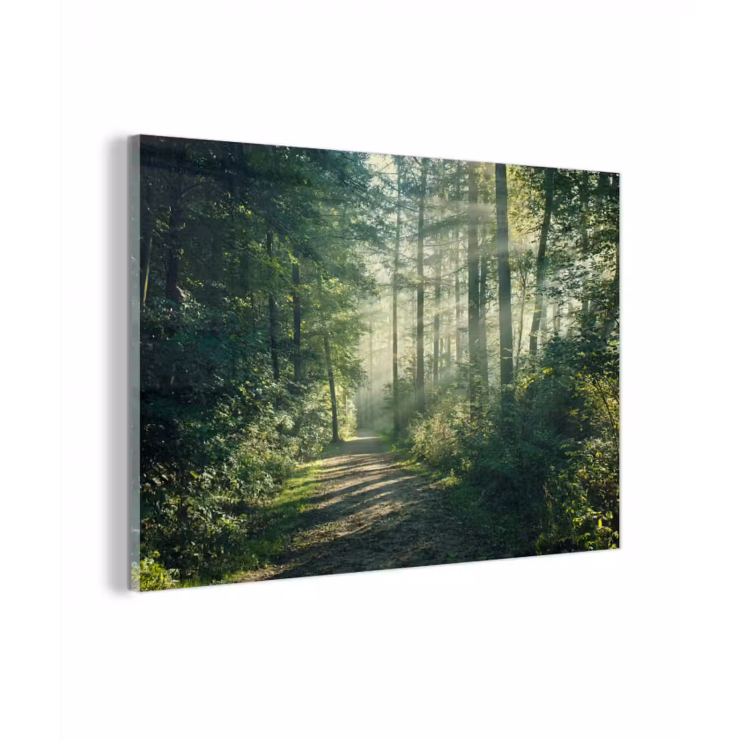 Glasbild - Wald - Weg - Sonne - Bäume - Grün - Natur