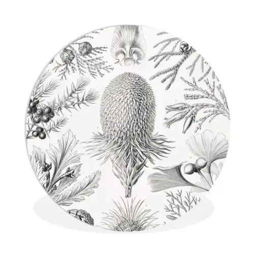 Tuinposter zwart wit - Ernst Haeckel - Kunst - Retro - Tuin Wandcirkel kunststof plaat 5mm dik klein -3d