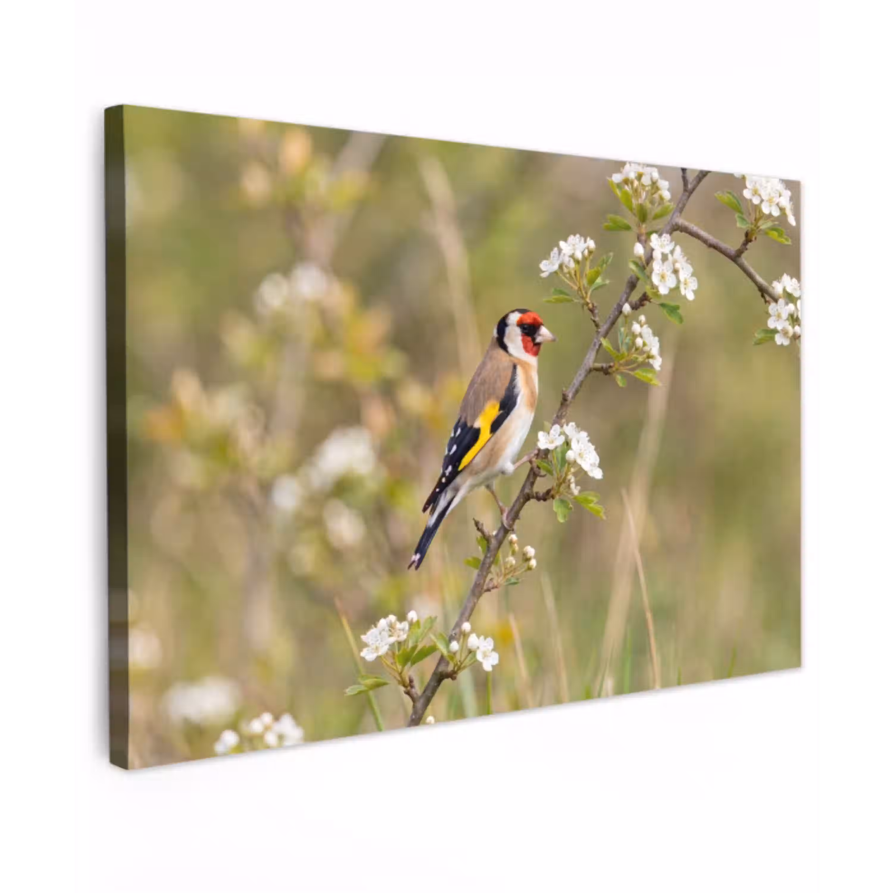 Putter - Bloesem - Lente - Natuur - Kleurrijk Tuinposter op houten frame 2 cm dik klein -3d