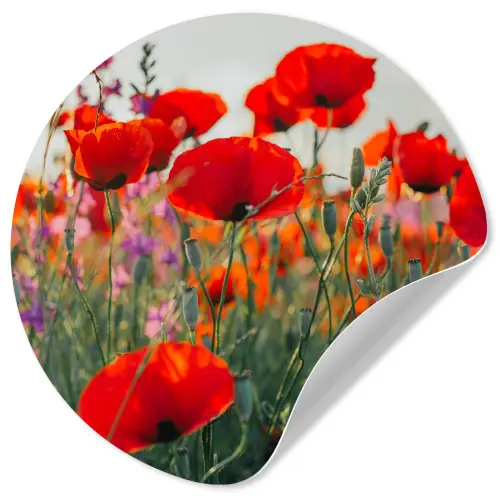Klaproos - Bloemen - Rood - Paars - Weide Wandcirkel behangsticker klein -3d