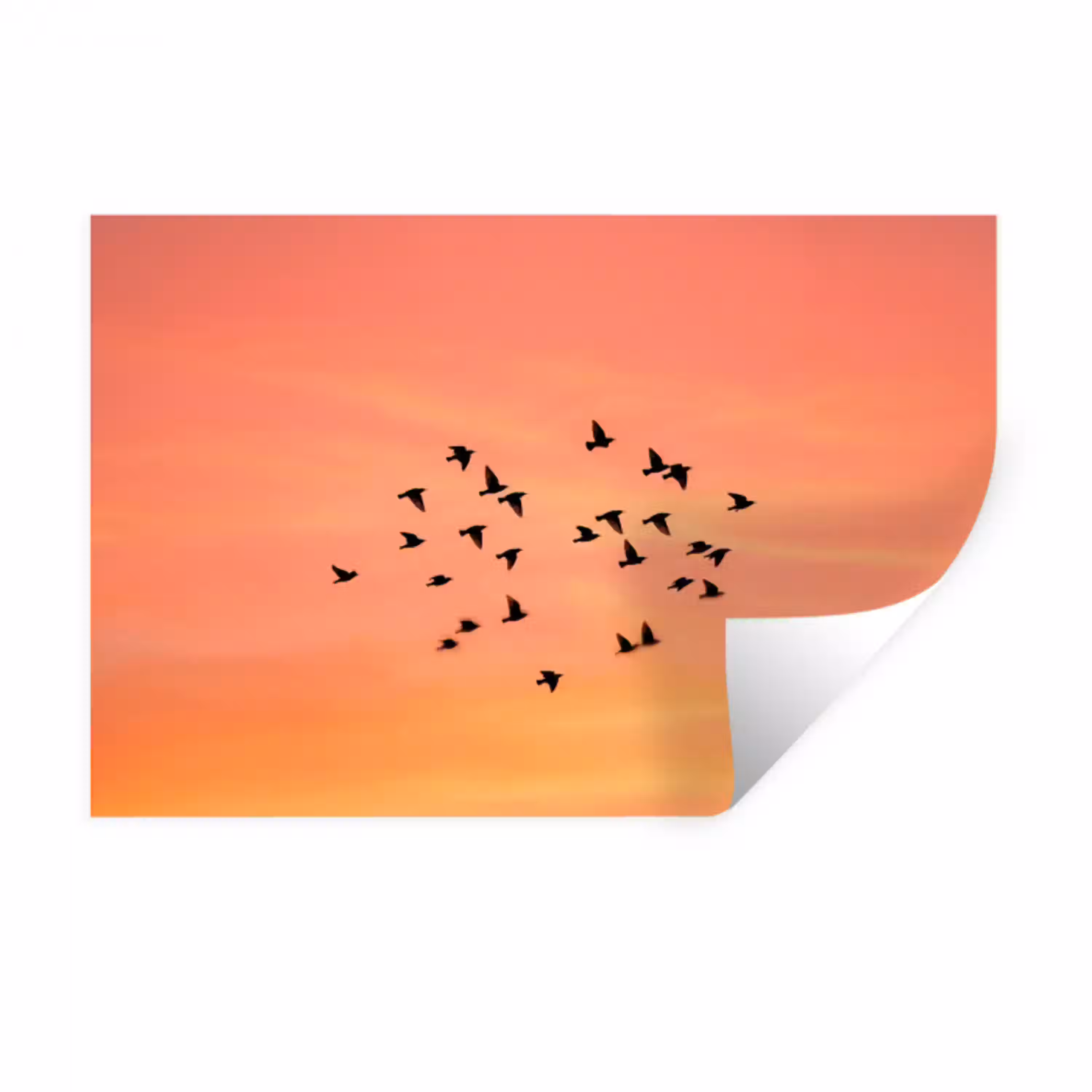 Zwerm - Vogels - Oranje Muursticker klein -3d