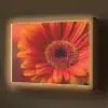 Oranje - Gerbera - Intens Light Box met batterij (Wandlamp) middel -z3d_website