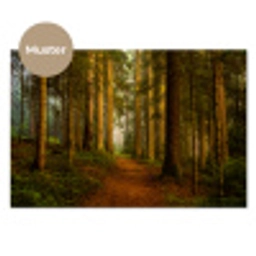 Bos - Natuur - Bomen - Landschap - Bladeren keuken achterwand sample klein -3d_DE