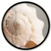 Schelp - Detail - Beige Fotolijst rond zonder passe partout klein -3d