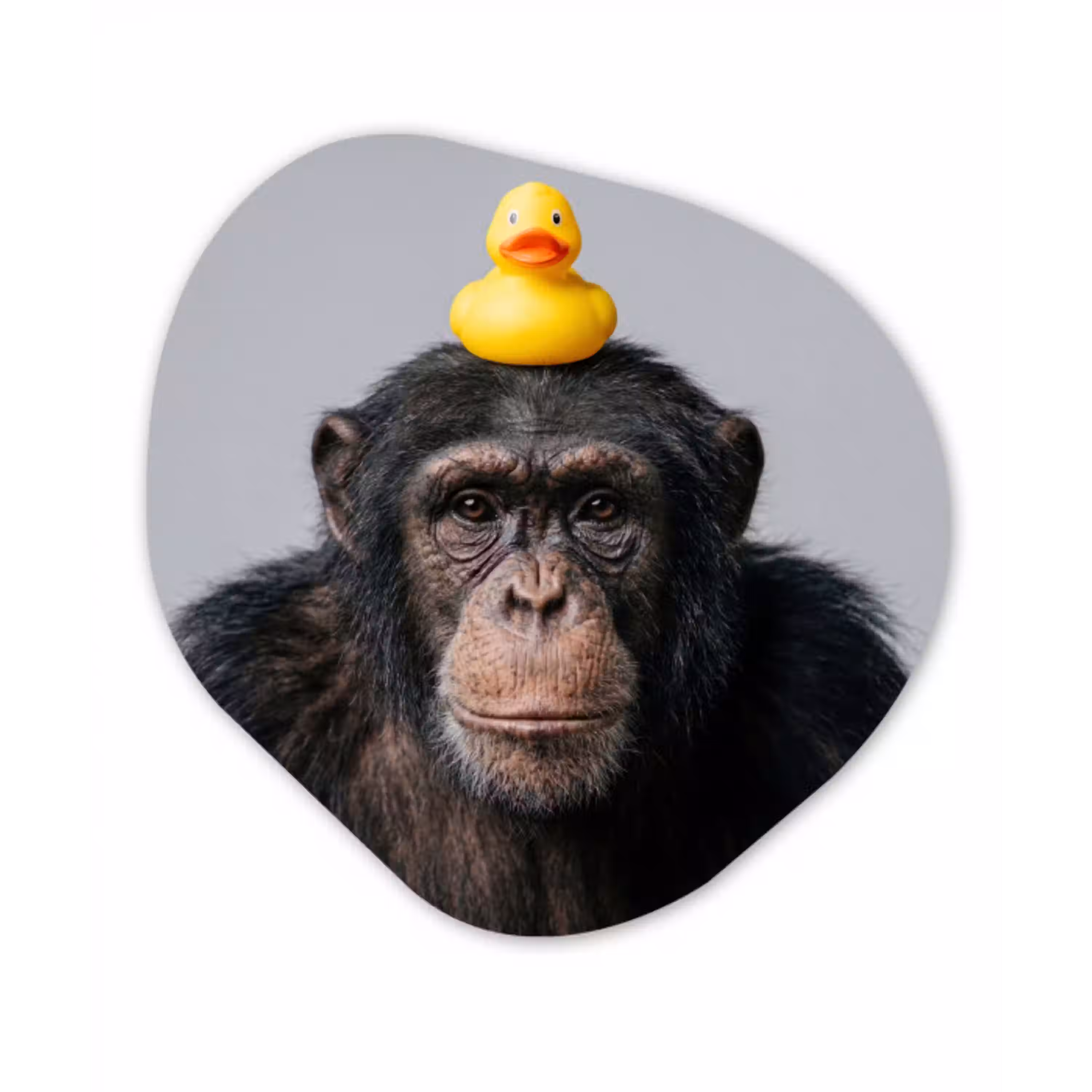 Chimpansee - Badeend - Grijs Wandcirkel Organisch Forex 3mm klein -3d