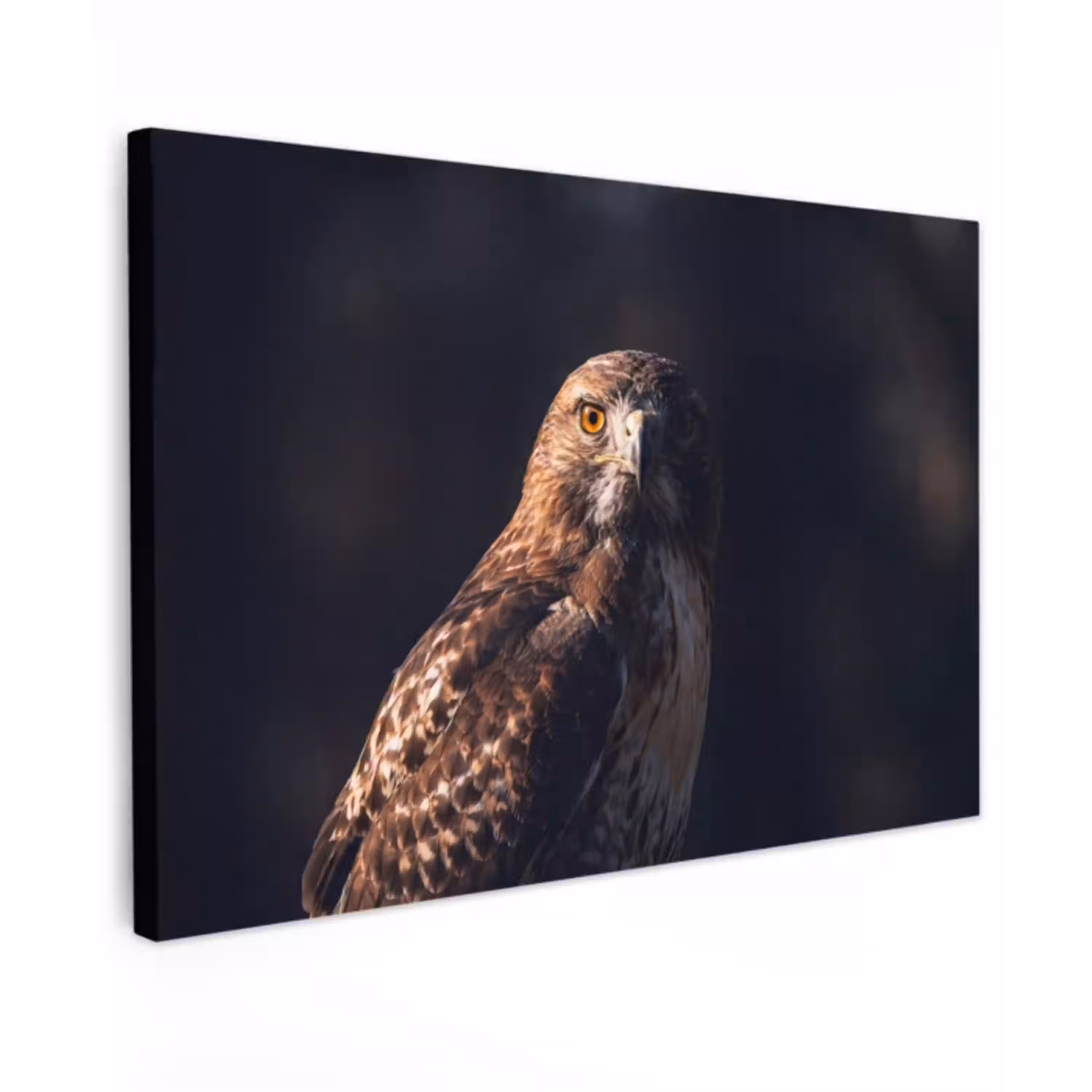 Roofvogel - Buizerd - Bruin Tuinposter op houten frame 2 cm dik klein -3d
