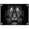 Tijger in het zwart-wit tuinposter los doek klein -3d