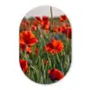 Bloemen - Klaprozen - Natuur - Rood Wandcirkel Ovaal Forex klein -3d