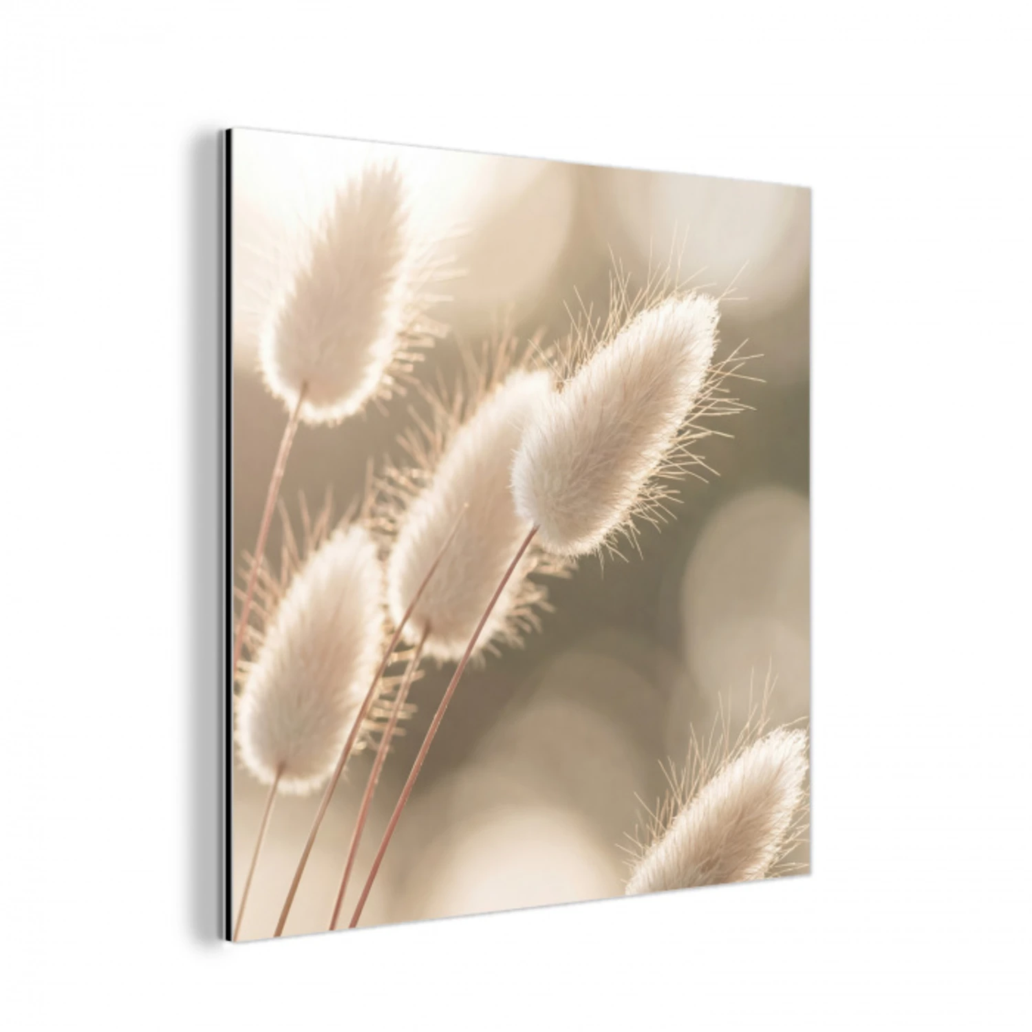 Hazestaartgras - Wit - Zonlicht aluminium wit klein -3d