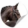 Portret - Paard - Elegant Wandcirkel behangsticker klein -3d